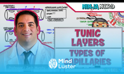 Cardiovascular Tunic Layers Types of Capillaries