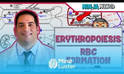 Hematology Erythropoiesis Red Blood Cell Formation Part 1