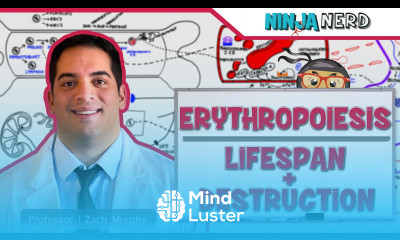 Hematology Erythropoiesis Lifespan Destruction Part 2