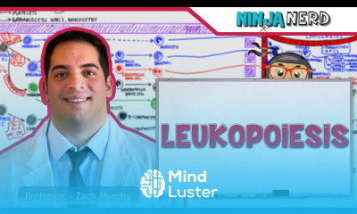 Hematology Leukopoiesis White Blood Cell Formation