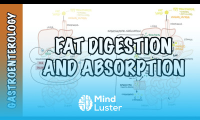 Fat lipid digestion and absorption physiology