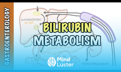 Bilirubin Metabolism unconjugated and conjugated bilirubin