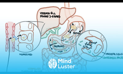 Understanding Vitamin B12 metabolism