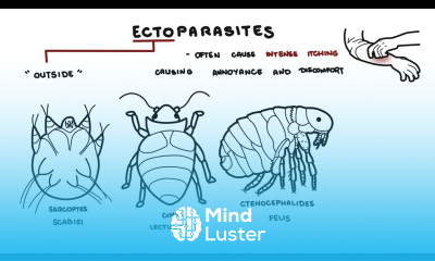Parasites Overview