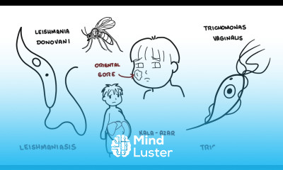 Introduction to Protozoa the unicellular parasites amoeba giardia leishaniasia plasmodium