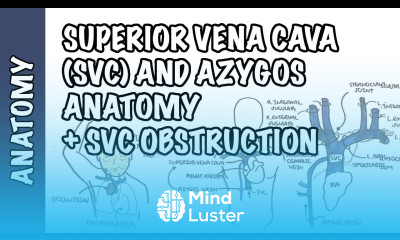 Superior vena cava and the azygos system clinical anatomy SVC obstruction oncology emergency