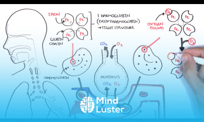 Oxygen Haemoglobin Dissociation Curve Physiology