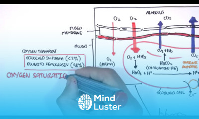 Respiration Gas Exchange