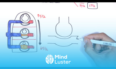 Respiratory System Physiology Ventilation and Perfusion V Q Ratio Physiology