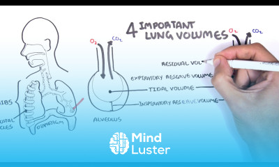 Lung Function Lung Volumes and Capacities