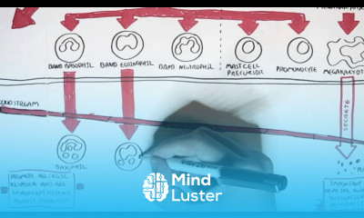 Immunology Map Immune Cells
