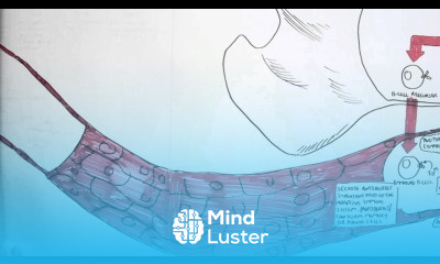 Immunology Map II Organs and Tissues