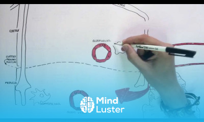 Immunology Map III T cell development I