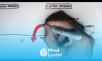 Immunology Innate Immunity Complement System Overview
