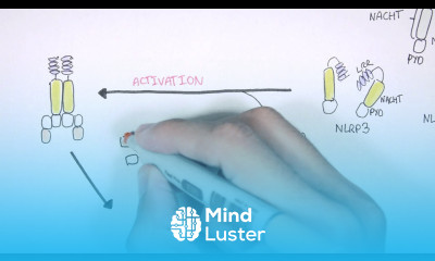 Immunology NOD like receptors and the Inflammasome