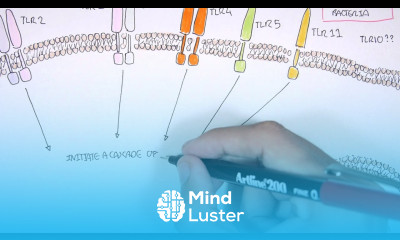 Immunology Toll Like Receptors Overview