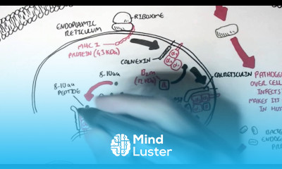 Immunology MHC I Processing
