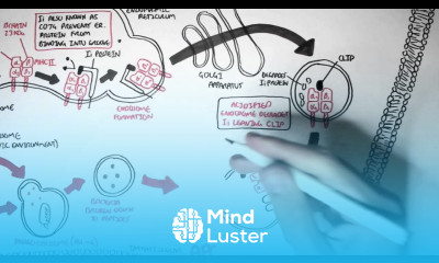 Immunology MHC II Processing