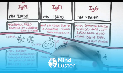 Immunology Antibodies Function