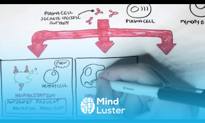 Immunology Adaptive Immune System