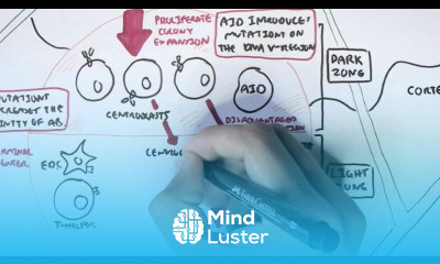 Immunology Adaptive Immunity B cell Activation Hypermutation and Class Switching Overview