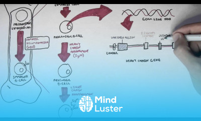 Immunology Antibody Somatic VDJ Recombination I