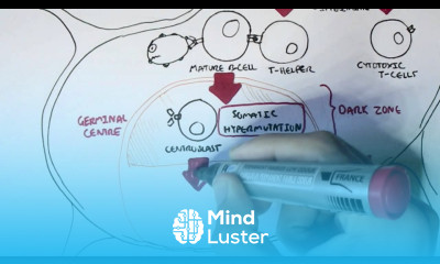 Immunology Antibody BCR and TCR Diversity