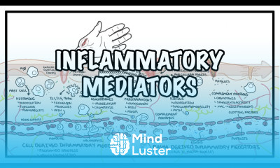 Inflammatory mediators and the inflammatory response