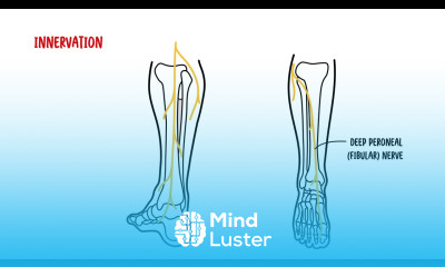 The Ankle Joint Clinical Anatomy