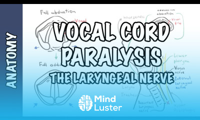 Laryngeal Nerve Palsy or Paralysis Anatomy physiology classification causes pathophysiology