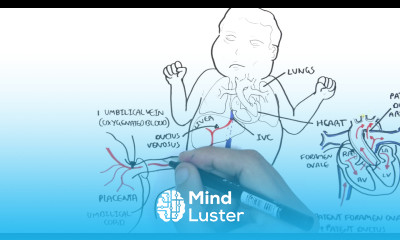 Foetal Fetal Circulation