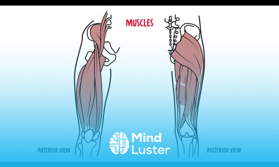 Anatomy of the Hip Joint hip joint capsule muscles of the hip and clinical anatomy