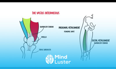Quadriceps muscle Clinical Anatomy