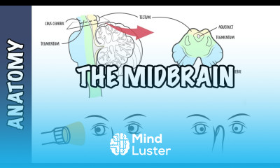 Clinical Anatomy Midbrain structure function and midbrain lesions