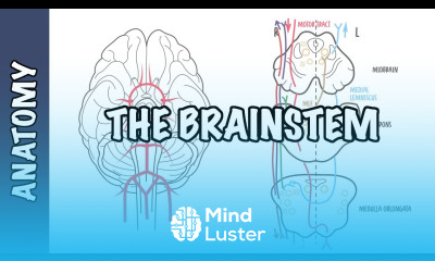 The Brainstem Clinical Anatomy Rule of 4 s midbrain medulla pons