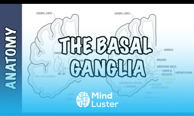 The Basal Ganglia Clinical Anatomy