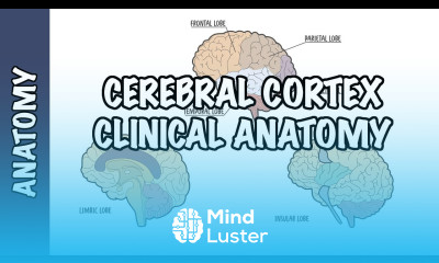 Clinical Anatomy Cerebral Cortex lobes injury and clinical signs
