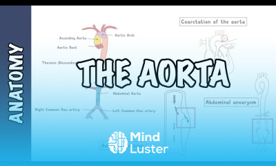 Clinical Anatomy The Aorta sections and branches coarctation dissection and aneurysm