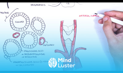 Thyroid Gland Anatomy embryology blood supply venous drainage innervation histology