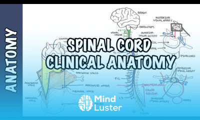 Spinal Cord Clinical Anatomy and Physiology dermatomes blood supply shingles lumbar puncture