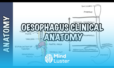 The Oesophagus Esophagus Clinical Anatomy