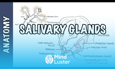 Salivary glands Anatomy and Physiology