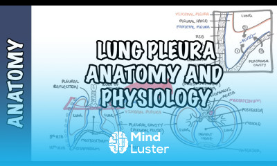 Lung Pleura Clinical Anatomy and Physiology