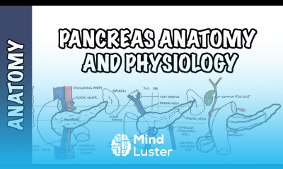 Pancreas Clinical Anatomy and Physiology