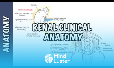 Kidneys Clinical Anatomy renal anatomy