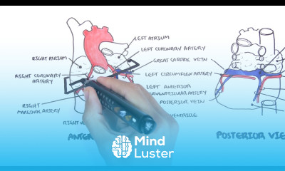 Clinical Anatomy Cardiac Coronary Vessels left and right coronary artery venous sinus