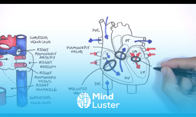Introduction to Cardiac Heart Anatomy and the Chest Xray