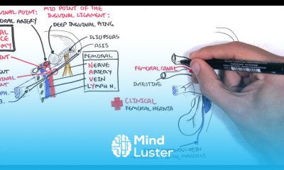 Clinical Anatomy Lower Limb Bones Inguinal ligament Hip Knee and ankle Joints
