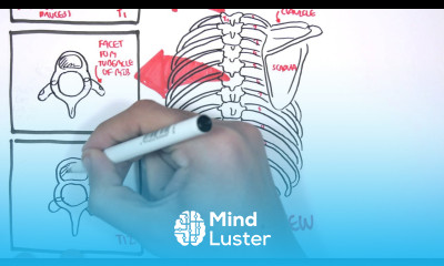 Anatomy Thorax Overview Ribs Sternal angle Pleura and Pneumothorax