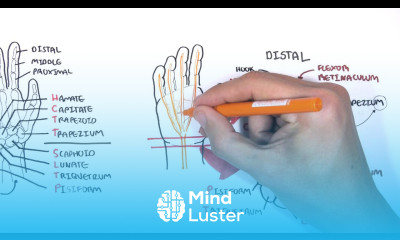 Clinical Anatomy Hand Wrist palmar aspect flexors